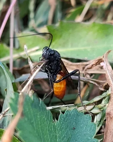 Cryptus albitarsis