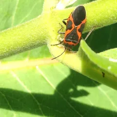 Small Milkweed Bug thumbnail 3
