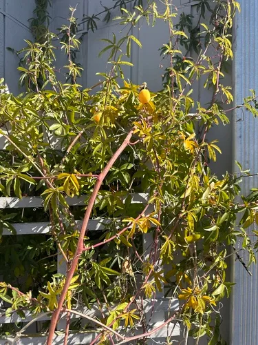 Bluecrown passionflower
