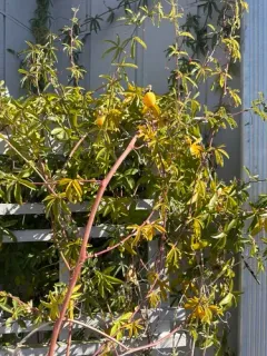 Bluecrown passionflower thumbnail 1