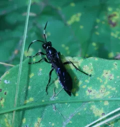 Cratichneumon unifasciatorius thumbnail 3