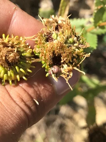 Rhopalomyia grindeliae