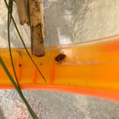 Spotted Pink Lady Beetle thumbnail 4