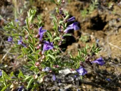 snapdragon skullcap thumbnail 4