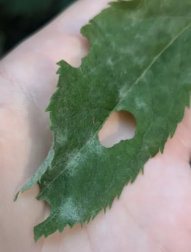 Erysiphe vanbruntiana