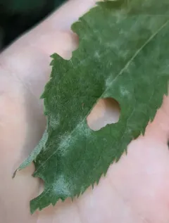 Erysiphe vanbruntiana thumbnail 1