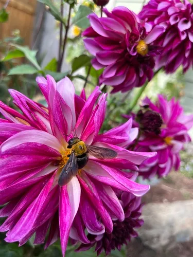 Appendiculate Carpenter Bee