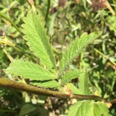 Tall Cinquefoil thumbnail 4