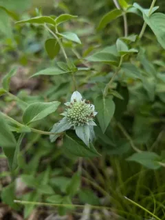 Clustered Mountainmint thumbnail 1