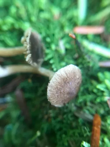 Inocybe nemorosa