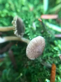 Inocybe nemorosa thumbnail 1