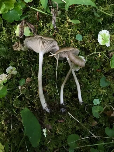 Entoloma nidorosum