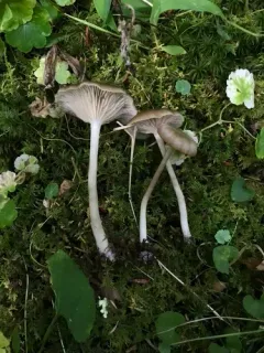 Entoloma nidorosum thumbnail 1
