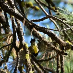 Williamson's Sapsucker thumbnail 2