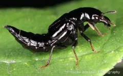Oxyporus stygicus thumbnail 4