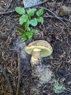 Caloboletus frustosus thumbnail 4