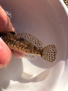 Snake River Sculpin thumbnail 3
