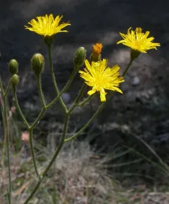 Parry's hawkweed thumbnail 3