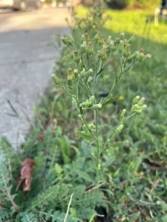 tropical horseweed thumbnail 3
