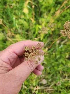 Cambridge Milk-parsley thumbnail 2