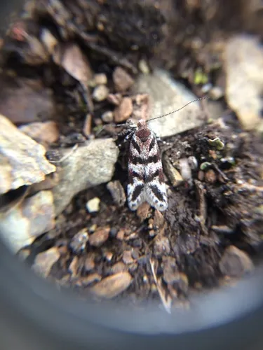 six-spot groundling