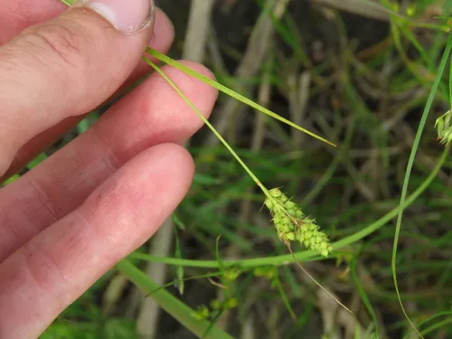 Bush's Sedge