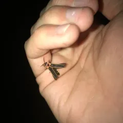 Common Eastern Firefly thumbnail 1