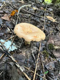 Lactarius affinis thumbnail 3