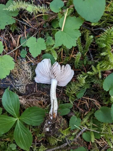 Entoloma lupinum