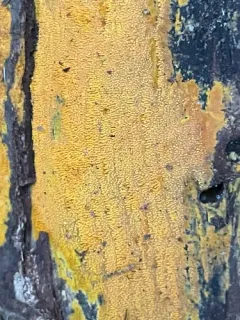Phlebia subceracea thumbnail 3