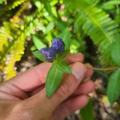 king's scepter gentian thumbnail 4