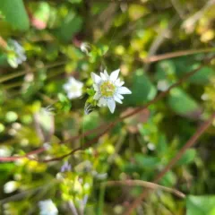 Swamp Gentian thumbnail 2