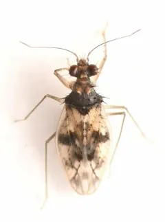 Patapius spinosus thumbnail 3