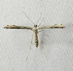 Ragweed Plume Moth thumbnail 4