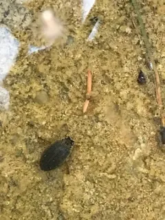 Rhantus gutticollis thumbnail 4