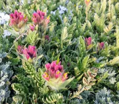 beautiful paintbrush thumbnail 1