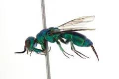 Caenochrysis doriae thumbnail 2