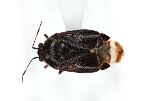 Deraeocoris brevis