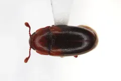 Dacne californica thumbnail 1