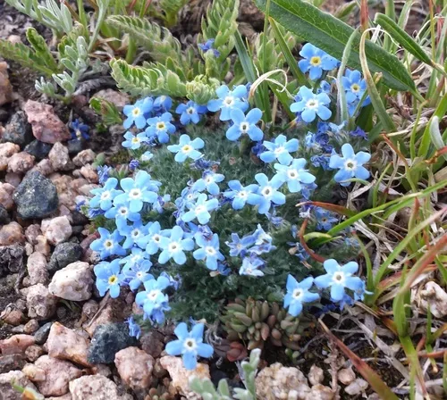pale alpine forget-me-not