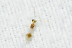 Chrysopophthorus americanus thumbnail 2
