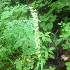 white bog orchid thumbnail 2
