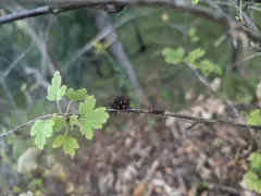 Gooseberry Gall Midge thumbnail 2