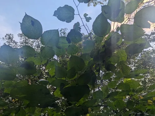 red mulberry
