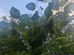 red mulberry thumbnail 1
