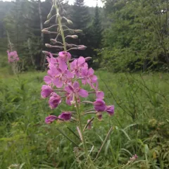 fireweed thumbnail 5
