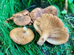 Lactarius cuspidoaurantiacus thumbnail 2