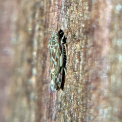 Wounded Leafhopper thumbnail 3