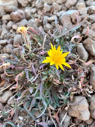 mountain dandelion