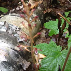 spotted coralroot thumbnail 3